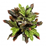 Kunstplant Croton Bush 48cm brandvertraagd